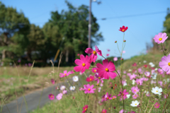明日香村　大字東山