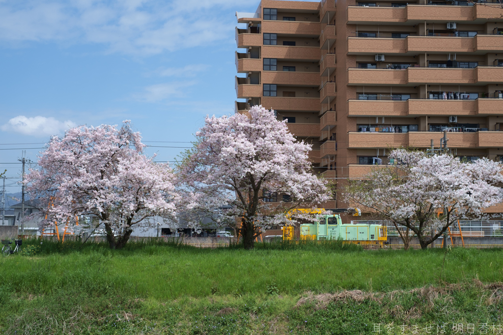 橿原市　飛鳥川沿いの桜