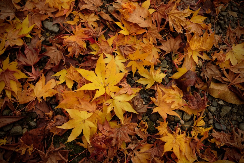 奈良　春日山原始林