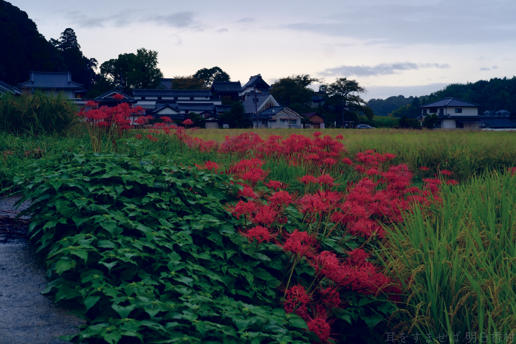明日香村　大字橘