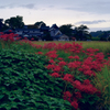 明日香村　大字橘