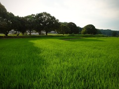 明日香村 岡 ( 川原寺跡付近 ) 明日香村 岡 ( 川原寺跡付近 )