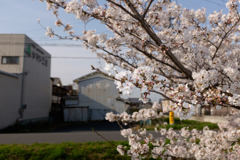 奈良県大和高田市　高田千本桜