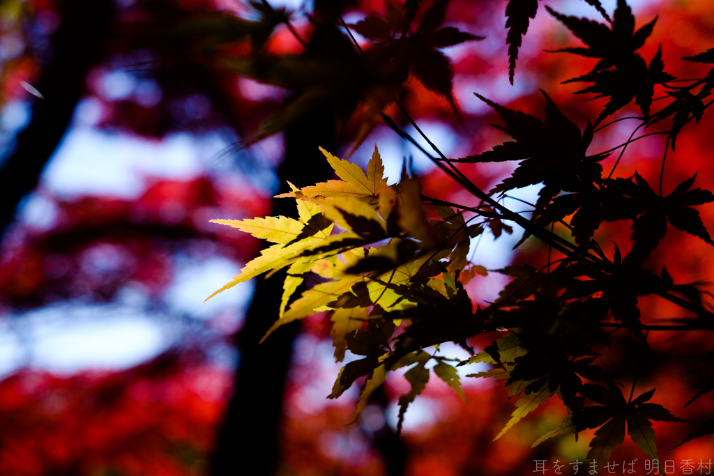 明日香村　大字平田　中尾山古墳
