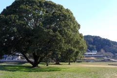 明日香村 大字川原( 川原寺跡 ) 明日香村 大字川原( 川原寺跡 )