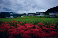 明日香村　大字橘