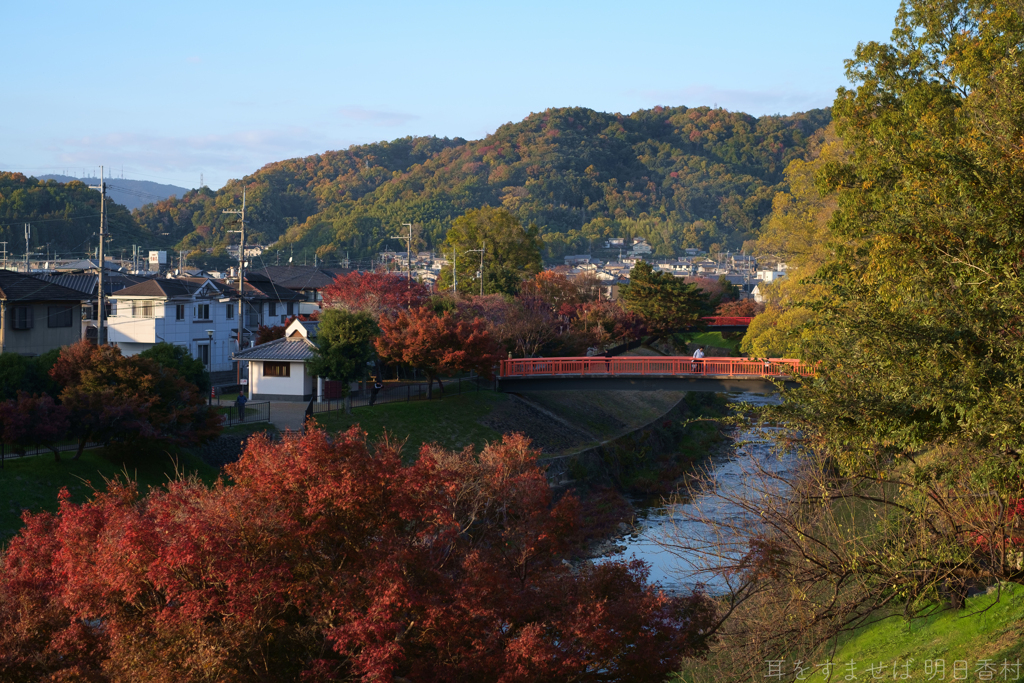 奈良県生駒郡斑鳩町　竜田川沿いの紅葉