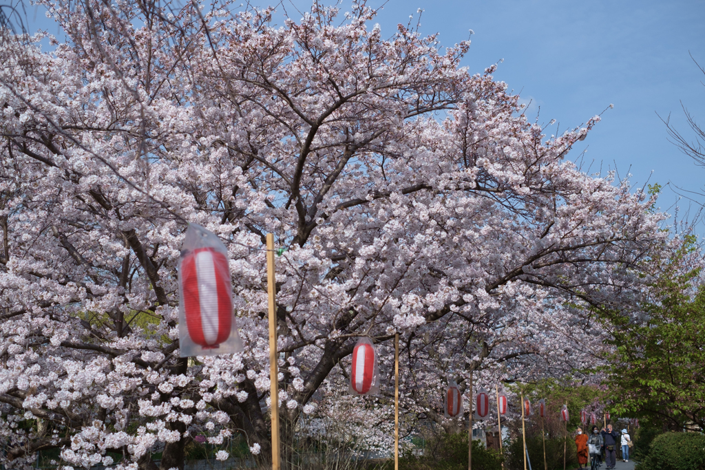 奈良市　佐保川沿いの桜
