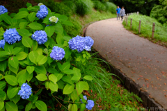 明日香村　大字川原（ 国営飛鳥歴史公園　甘樫丘地区 ）