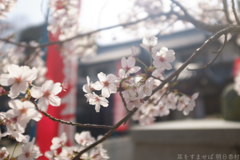 明日香村　大字岡（　あすか大師 岡本寺 ）