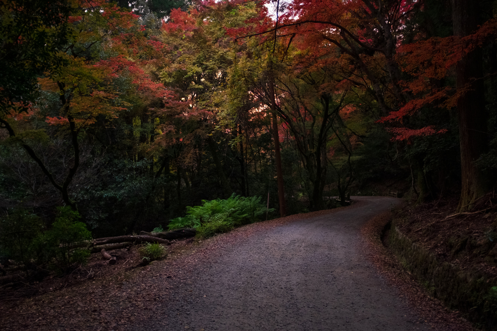 奈良　春日山原始林