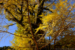 奈良県桜井市　素盞雄神社