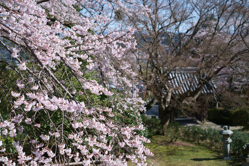 御所市楢原　九品寺のしだれ桜