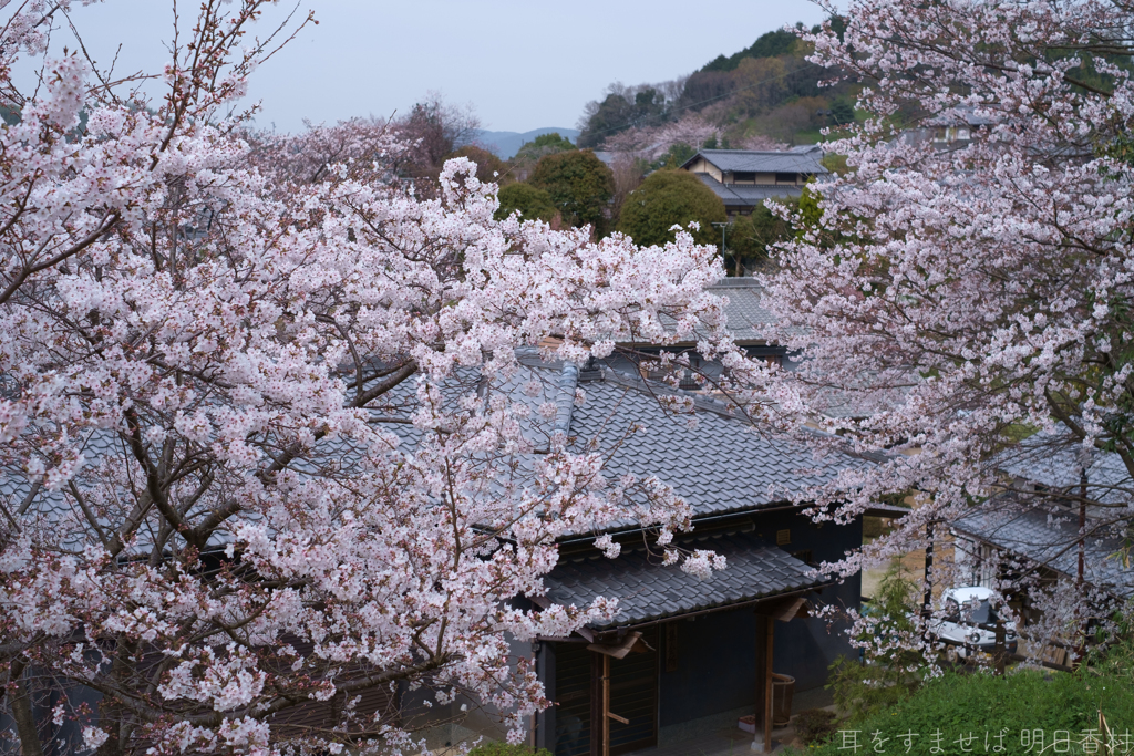 明日香村　大字立部
