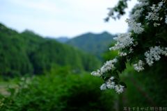 明日香村　大字稲渕
