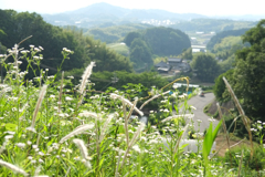 明日香村　大字稲渕