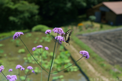 明日香村 大字稲渕 明日香村 大字稲渕