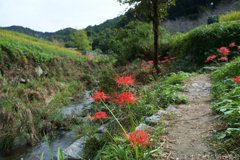 明日香村　大字稲渕