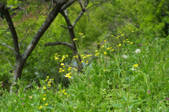 明日香村　大字豊浦（ 国営飛鳥歴史公園甘樫丘地区 ）