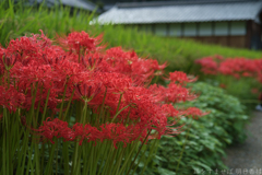 明日香村　大字橘