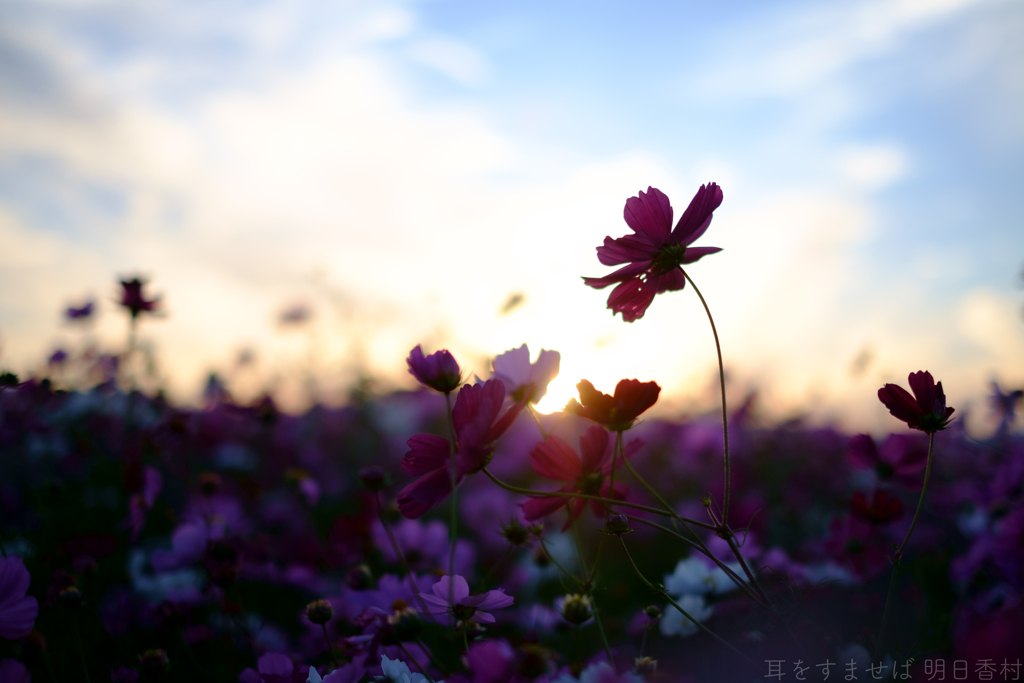 橿原市高殿町　藤原宮跡