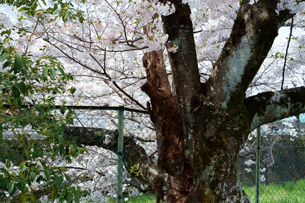 橿原市　飛鳥川沿いの桜