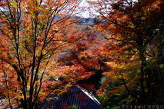 奈良県桜井市　長谷寺