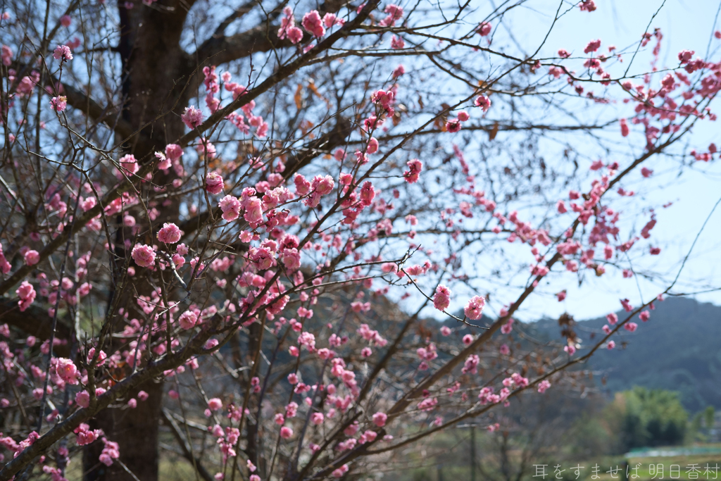 明日香村　大字稲渕
