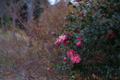 明日香村　大字豊浦