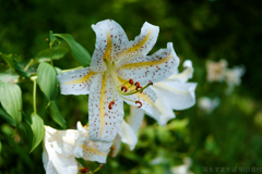 明日香村 大字平田( 国営飛鳥歴史公園 高松塚周辺地区 ) 明日香村 大字平田( 国営飛鳥歴史公園 高松塚周辺地区 )