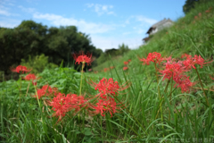 明日香村　大字稲渕