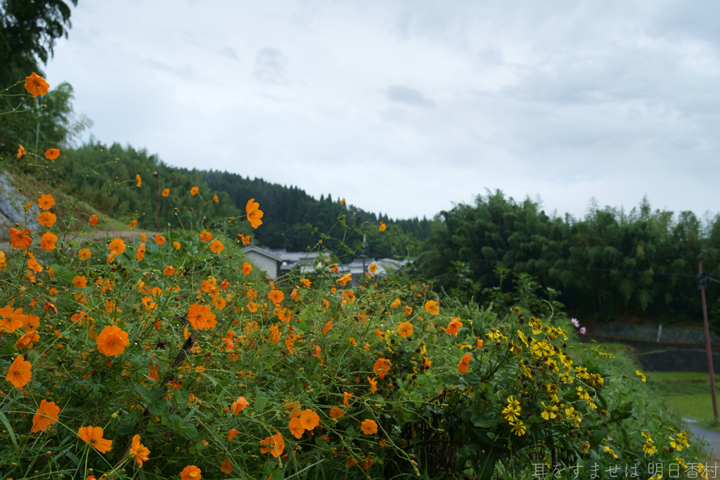 明日香村　大字立部