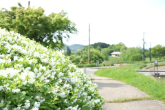 明日香村　大字大根田