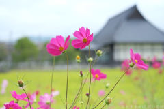 明日香村　大字御園