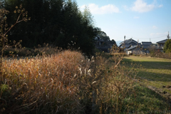 明日香村　大字橘