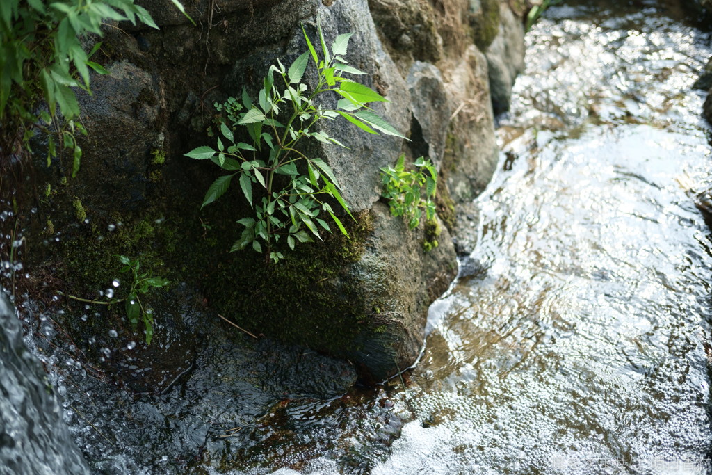 明日香村　大字野口