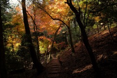 奈良　春日山原始林