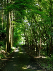 明日香村 栢森