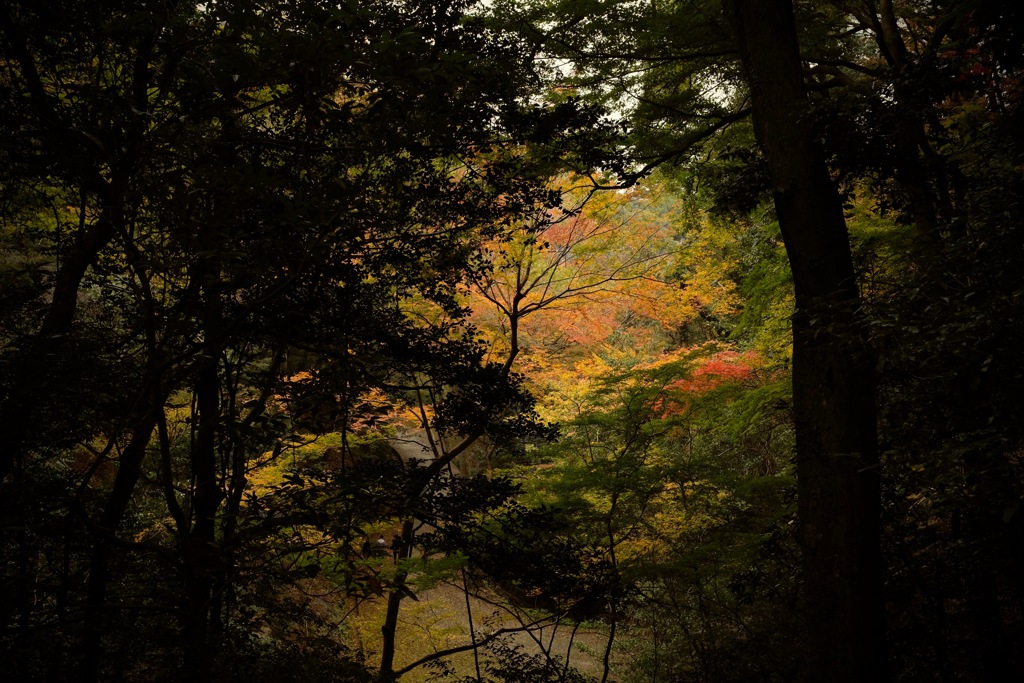 奈良　春日山原始林