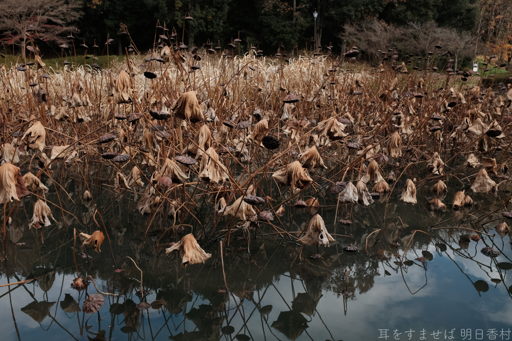 明日香村　大字平田（ 国営飛鳥歴史公園　高松塚周辺地区 ）