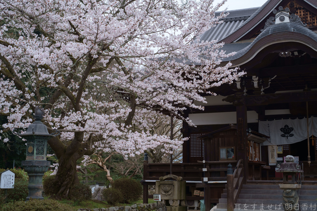 明日香村　大字橘　橘寺