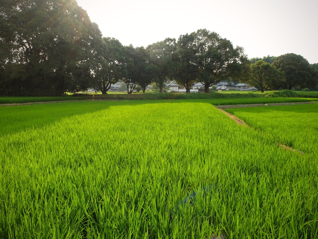 明日香村 岡 （ 川原寺跡付近 ）
