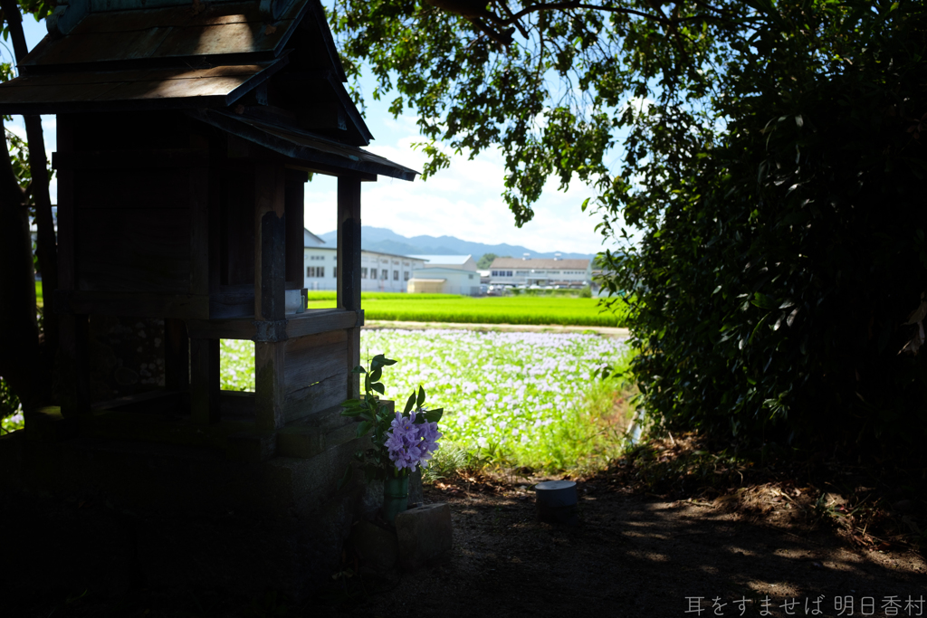 橿原市　城殿町（ 本薬師寺跡 ）