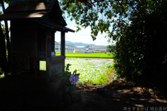 橿原市 城殿町( 本薬師寺跡 ) 橿原市 城殿町( 本薬師寺跡 )