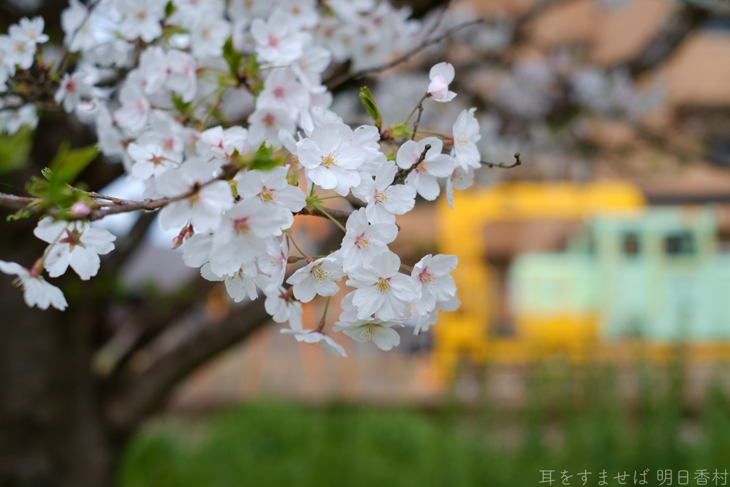 橿原市　飛鳥川沿いの桜