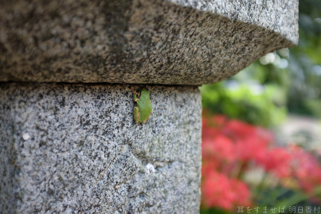 明日香村　大字檜前（ 檜前寺跡 ）