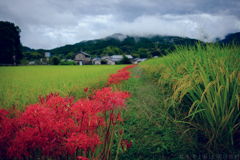 明日香村　大字橘