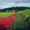 明日香村　大字橘