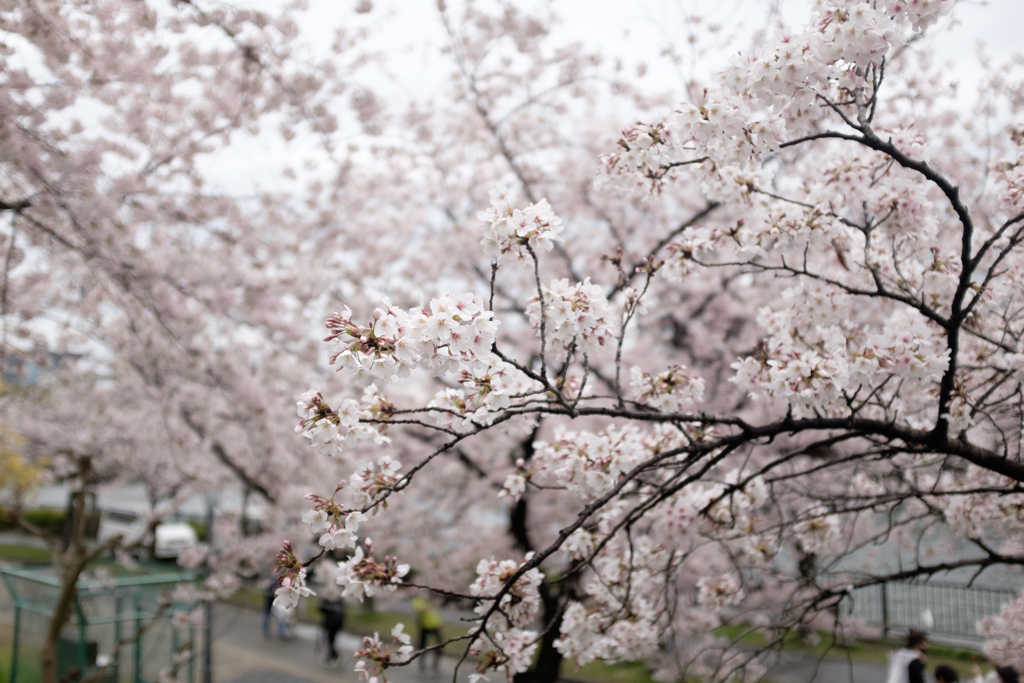 大阪市都島区　毛馬桜之宮公園の桜