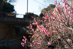 明日香村　大字稲渕